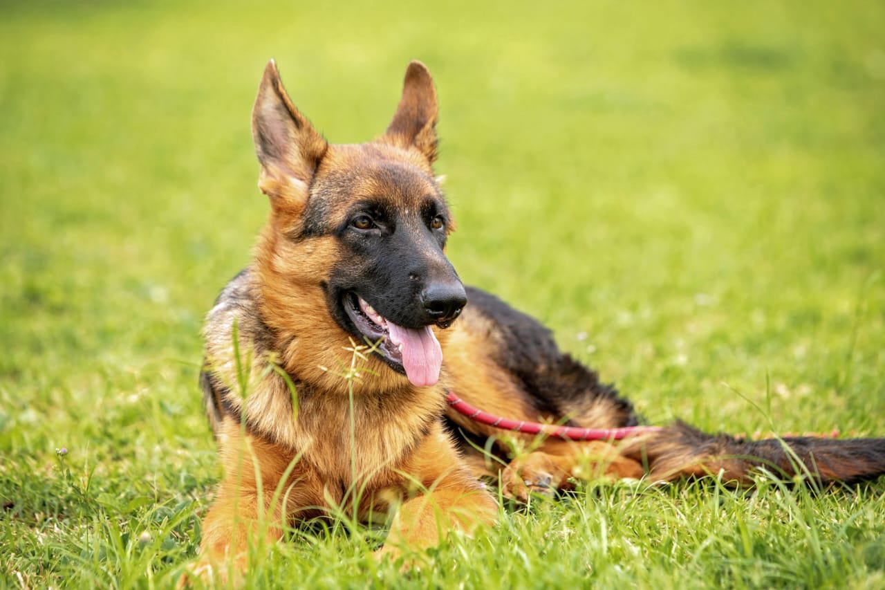 German Shepherd with red collar