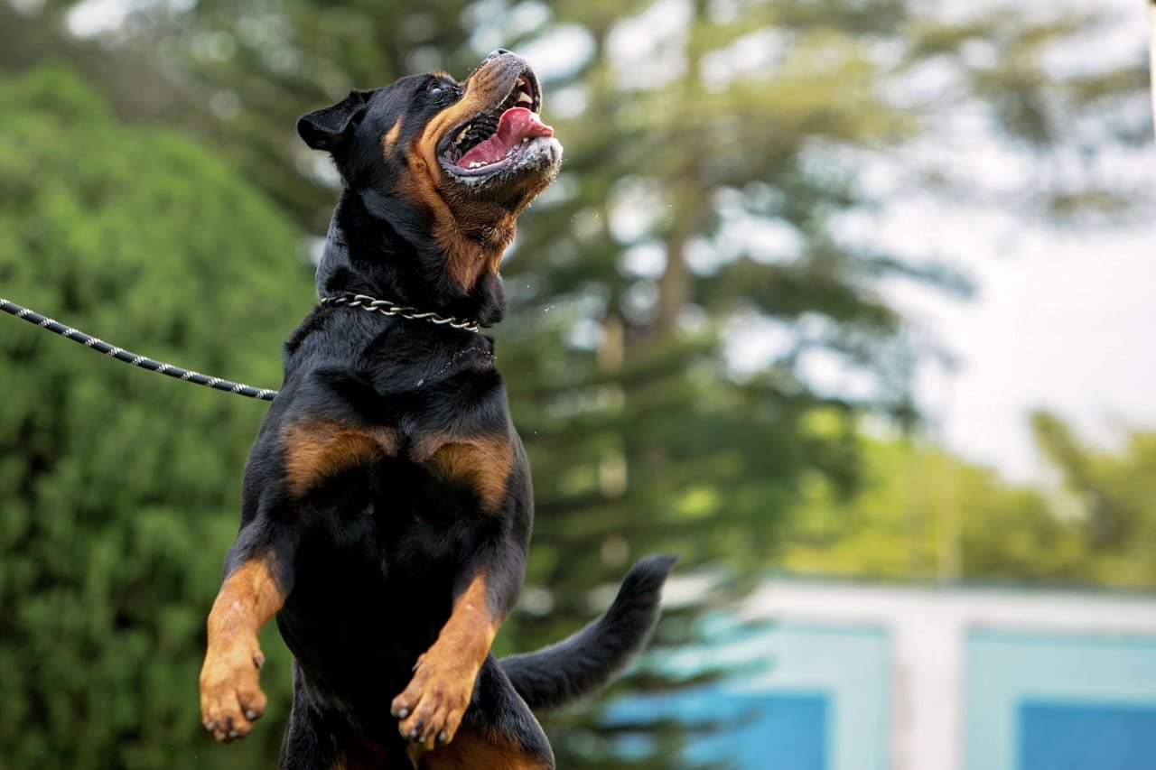 Rottweiler jumping during training