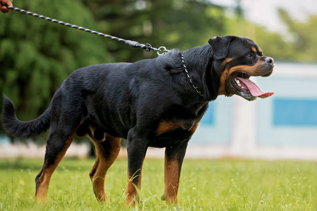 Rottweiler training