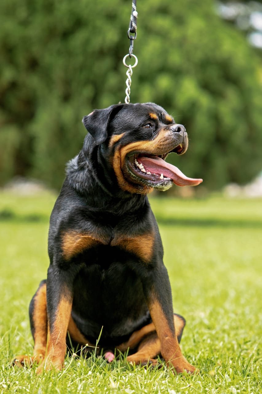 Rottweiler sitting obediently